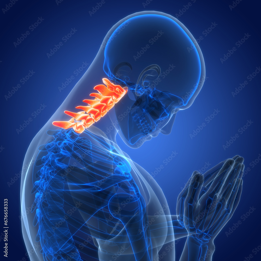 Spinal Cord Vertebral Column of Human Skeleton System Anatomy Stock ...