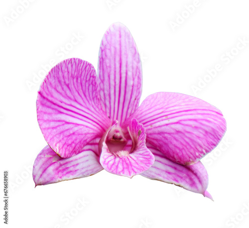 Flower on transparent background  real close up beautiful purple orchid flower isolate die cut png file