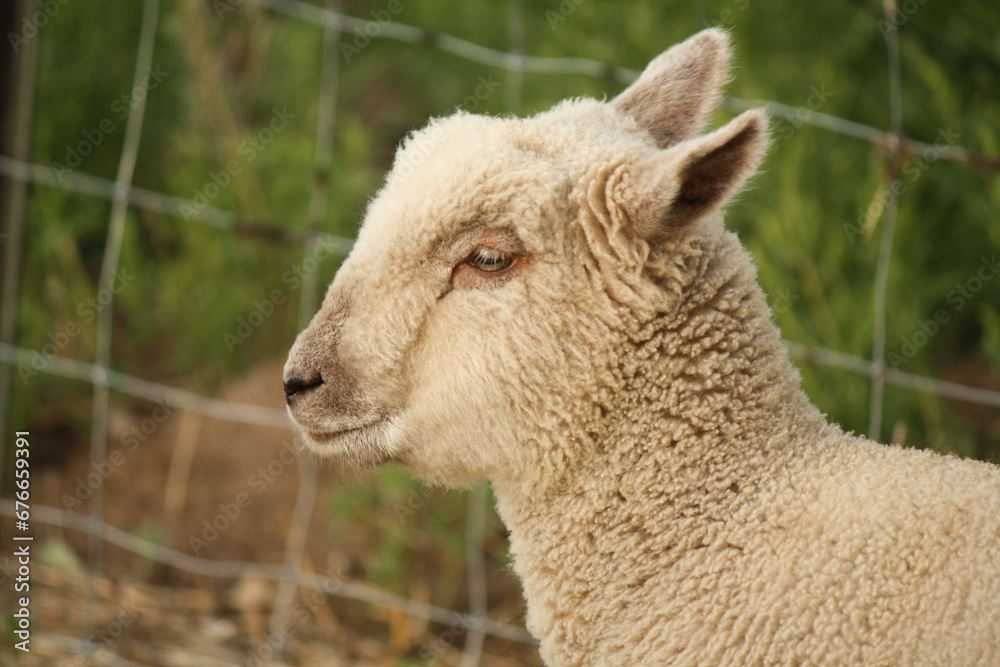 White Sheep White Sheep