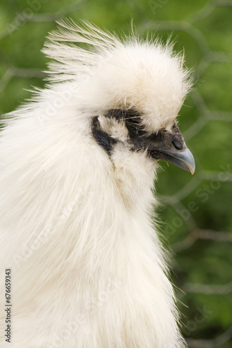 White Silkie