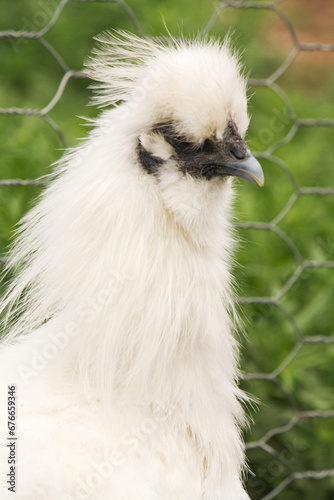 White Silkie