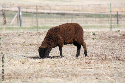 Brown Sheep