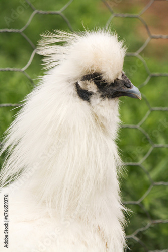 White Silkie