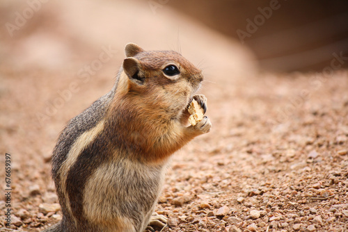 Chipmunk Eating
