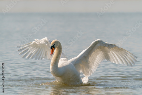 Beauiful Mute Swan (Cygnus olor) flapping wings. Gelderland in the Netherlands.                                   