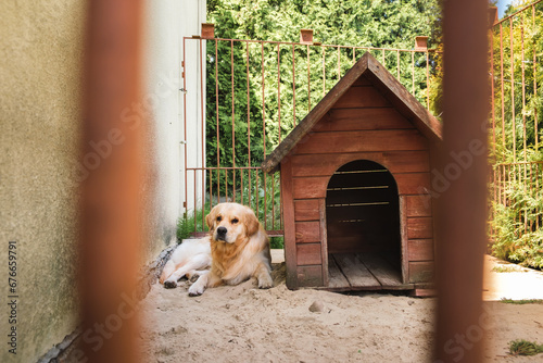 The golden retriever dog lies on ground in pen. View on relaxing pet outdoors. Domestic animal. In a cage. Behind bars. Homeless animals. Catching stray dogs. 4K