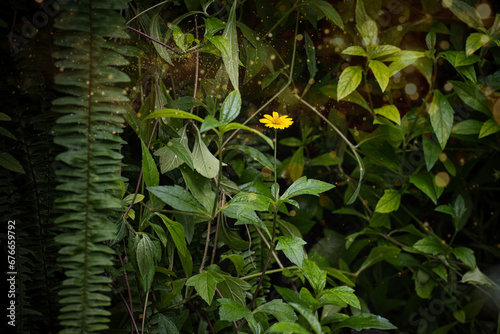 植物園に咲いていた黄色い小花 photo