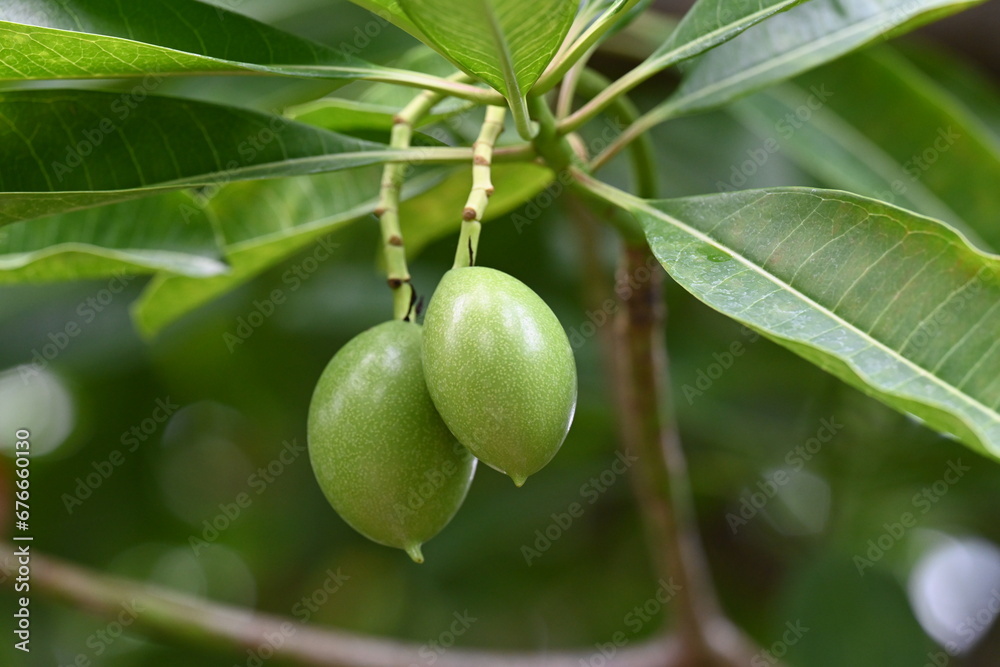 植物園の温室で、卵の形の青い実を付けた植物