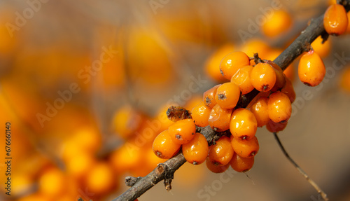 Sea buckthorn berries on a tree in late autumn