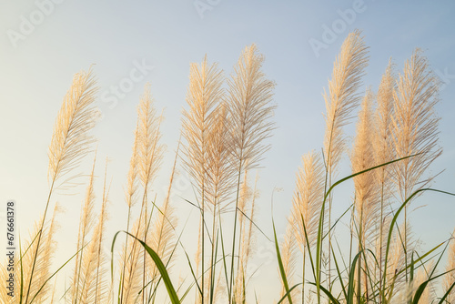 Reed blooming over the field on blue sky before sunset