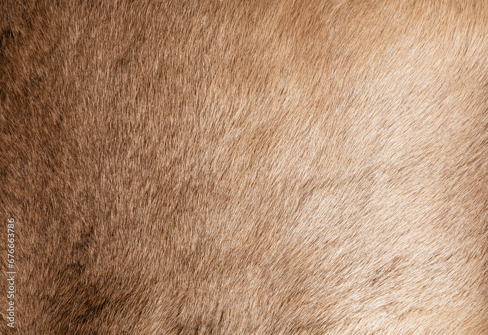 Brown Grey Animal Natural Fur Wolf Fox, Bear, Wildlife texture table top view Concept for hairy Background, textures and wallpaper. Close up detail of Fluffy grizzly Bear Coat image Full Frame. - obrazy, fototapety, plakaty 