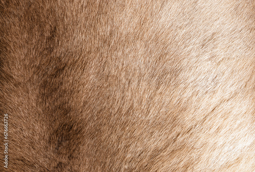Brown Grey Animal Natural Fur Wolf Fox, Bear, Wildlife texture table top view Concept for hairy Background, textures and wallpaper. Close up detail of Fluffy grizzly Bear Coat image Full Frame. © Art Stocker