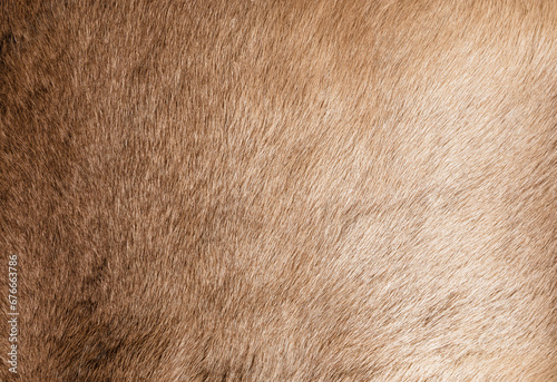 Brown Grey Animal Natural Fur Wolf Fox, Bear, Wildlife texture table top view Concept for hairy Background, textures and wallpaper. Close up detail of Fluffy grizzly Bear Coat image Full Frame. photo