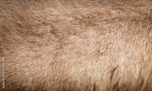 Brown Grey Animal Natural Fur Wolf Fox, Bear, Wildlife texture table top view Concept for hairy Background, textures and wallpaper. Close up detail of Fluffy grizzly Bear Coat image Full Frame.