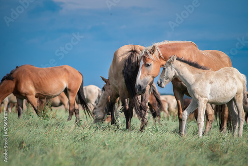Horses graze on a field in the open air in summer. © shymar27