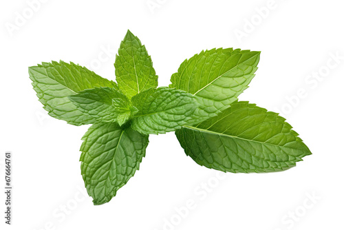 Fly fresh raw mint leaves isolated on white background