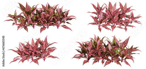 set of aglaonema plants, 3d rendering with transparent background, for architecture visualization & digital composition photo
