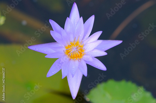 A Beautiful Wet Purple Water Lily
