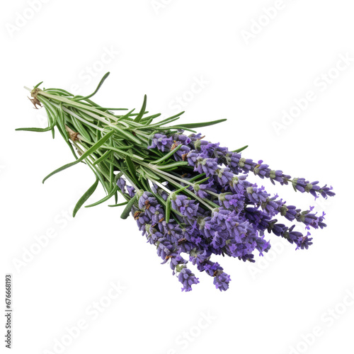 Aromatic Lavender Flowers Tied