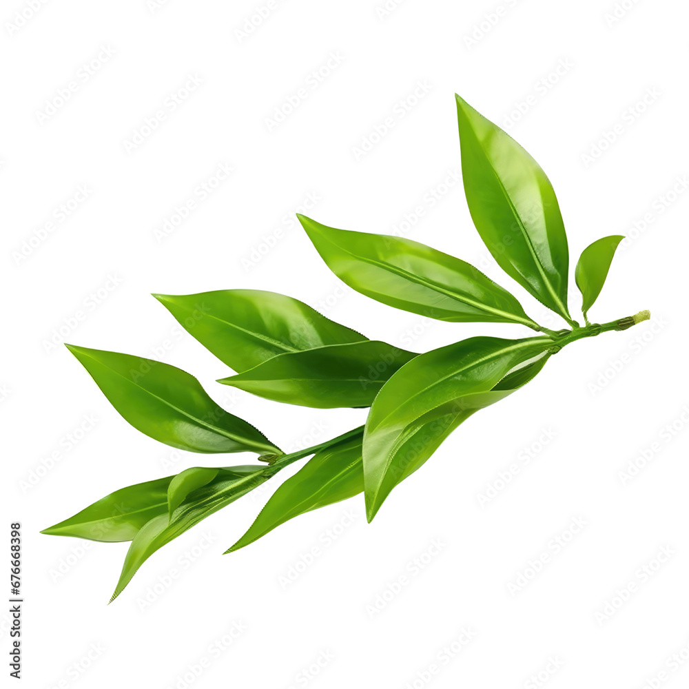 Lush Tea Branch of Green Leaves