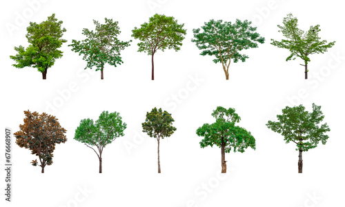 Collection of trees, trees isolated on white background with clipping path photo