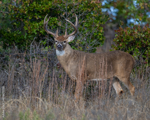 White-tailed Deer male