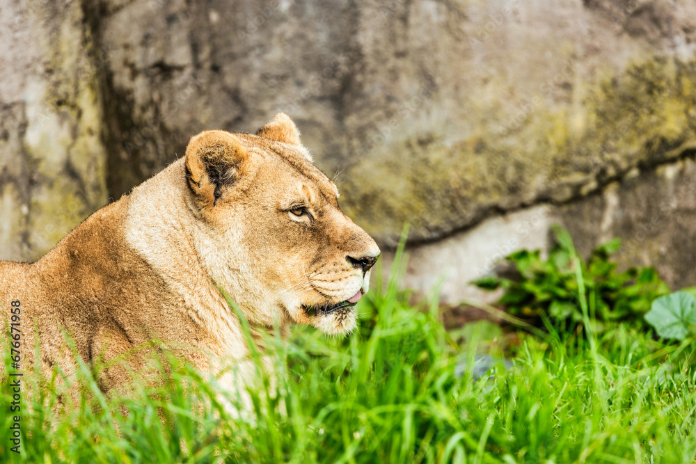 Fototapeta premium Close-up portrait of a lion. Female lion in the grass of the African savannah. Big eyes watchfully look at mother