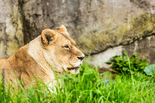 Close-up portrait of a lion. Female lion in the grass of the African savannah. Big eyes watchfully look at mother photo