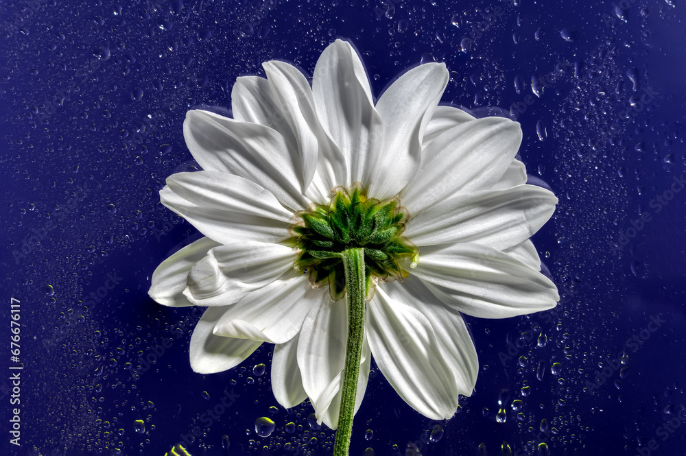 White chamomile flower head on a blue background White chamomile flower head on a blue background