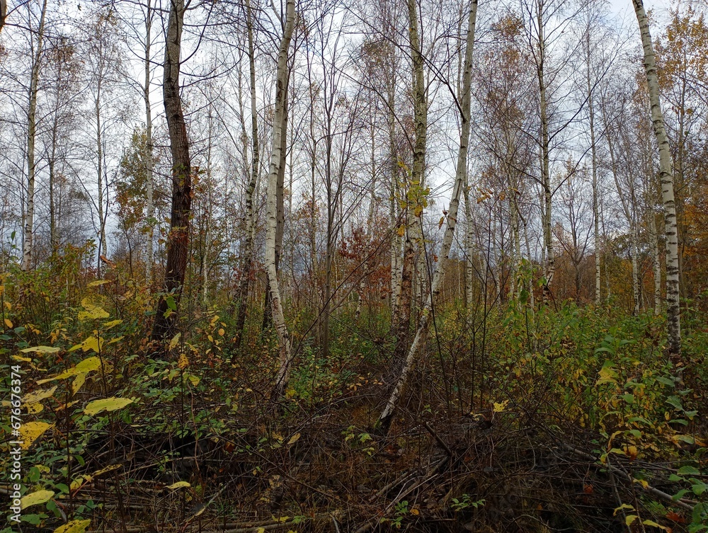 Fototapeta premium Beautiful birch grove with straight rhythmic trees in autumn. Autumn forest landscape. Rest and a walk in the fresh air.