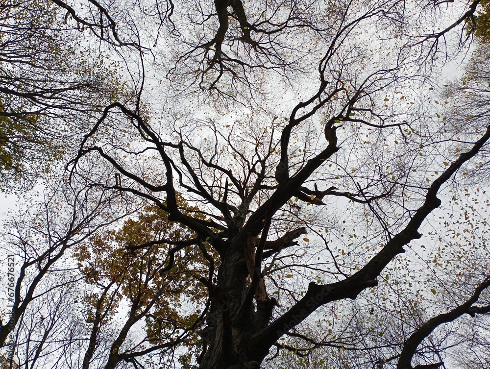 Bare oak branches cover the blue autumn sky overhead. The branches of mighty trees create whimsical patterns. Bare oak branches cover the blue autumn sky overhead. The branches of mighty trees create whimsical patterns.