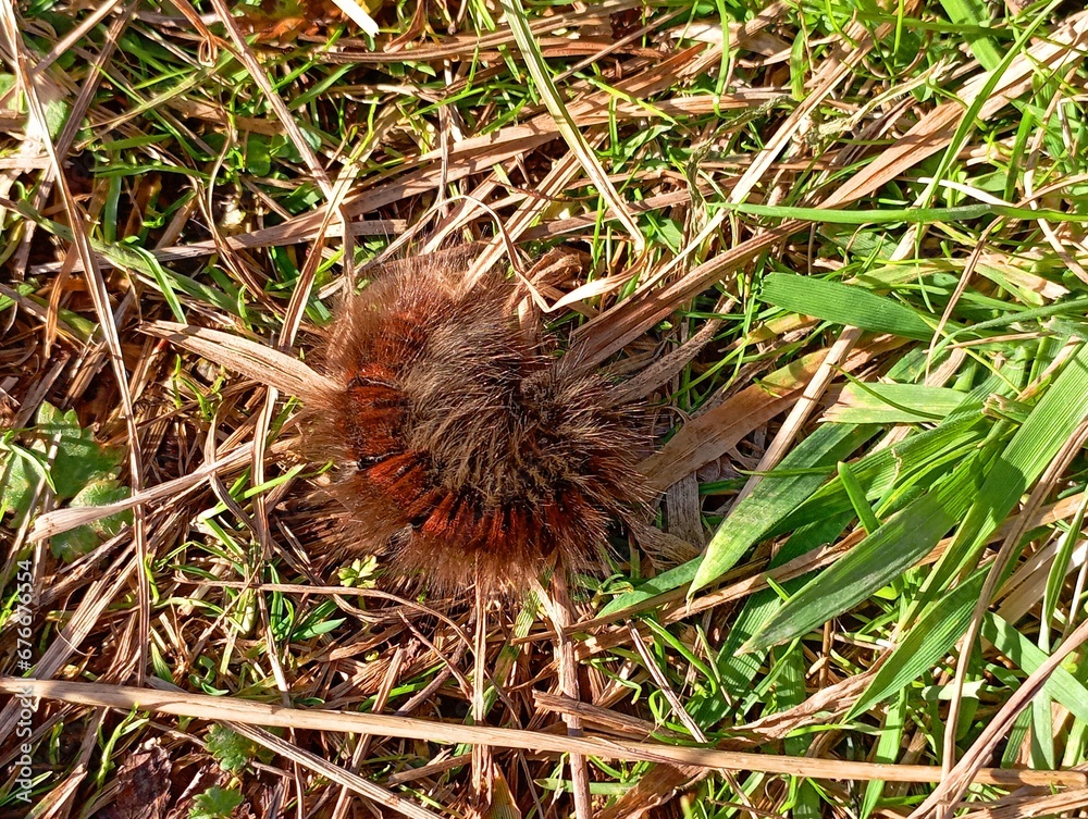 A large hairy caterpillar curled up in a ball in the green grass. Butterfly larva. A large hairy caterpillar curled up in a ball in the green grass. Butterfly larva.