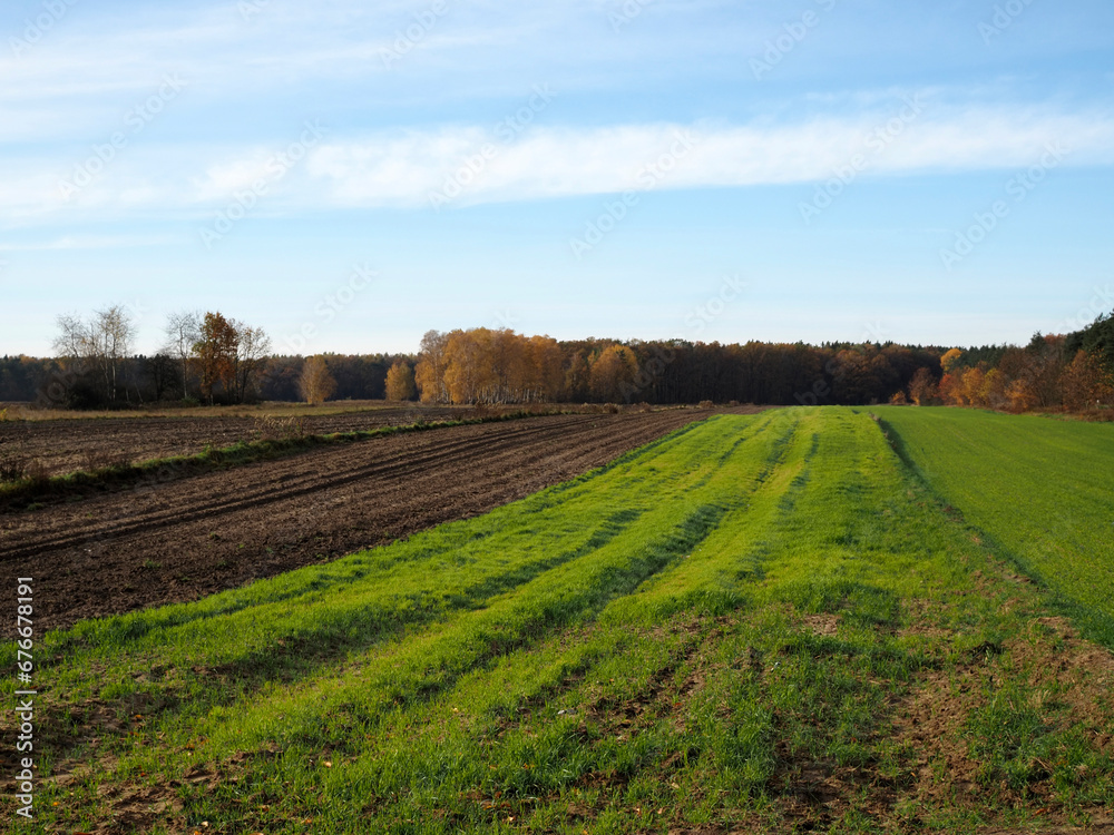 Autumn fields near the forest