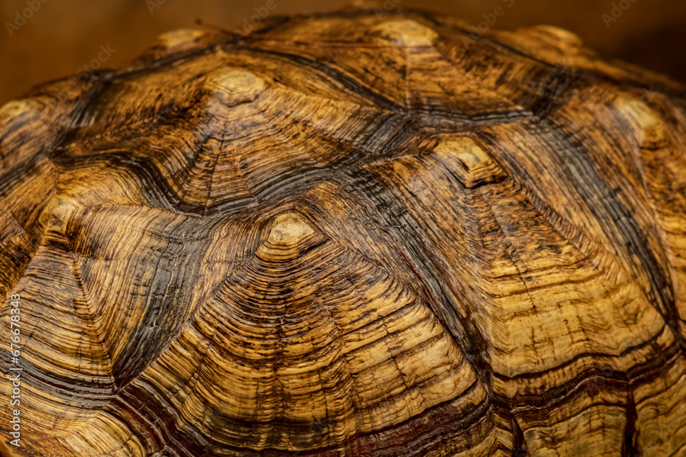 Shot of a sulcata tortoise shell pattern with a very cool bokeh background. Shot of a sulcata tortoise shell pattern with a very cool bokeh background.