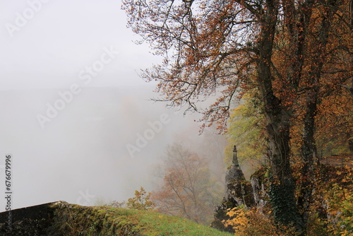 Trees on a cliff in the fog