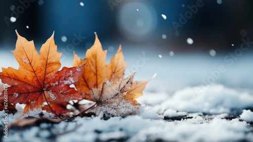 Bright Autumn Leaves Covered Snow On, Desktop Wallpaper Backgrounds, Background HD For Designer © PicTCoral