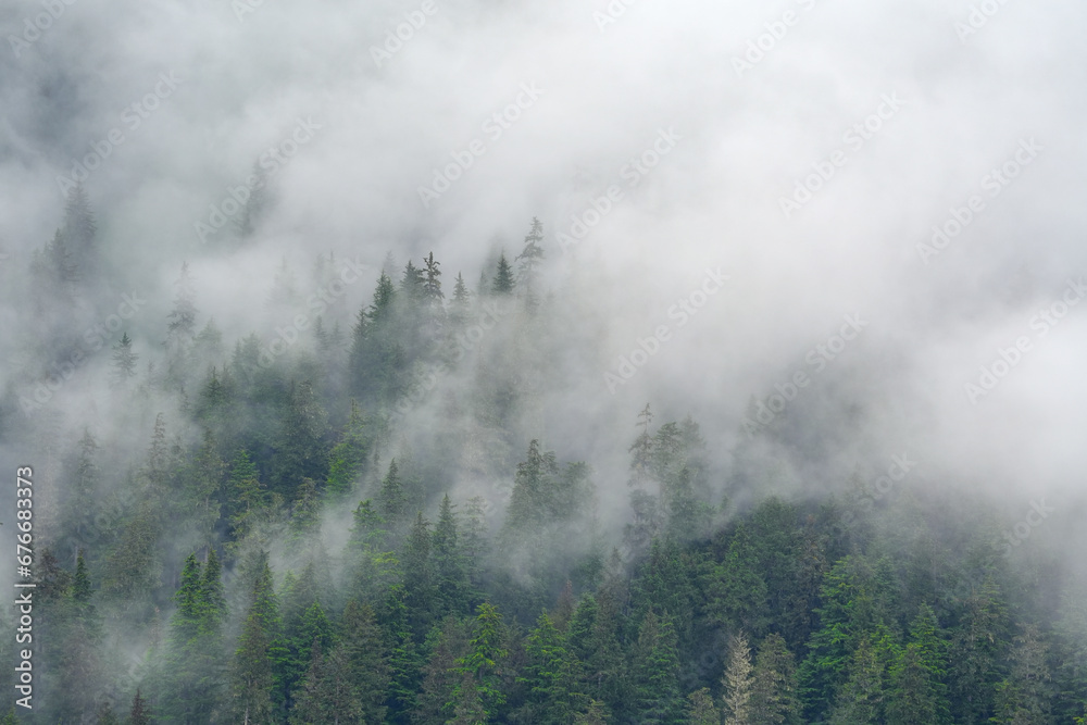 green mountain forest with pine trees in fog