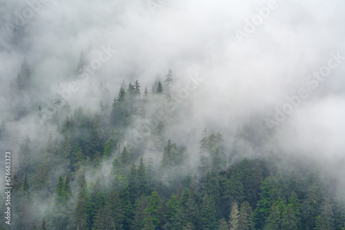 green mountain forest with pine trees in fog © nd700
