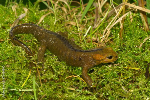 Closeup on a unique colored live-bearing Spanish fire salamander, Salamandra salamandra alfredschmidtii © Henk