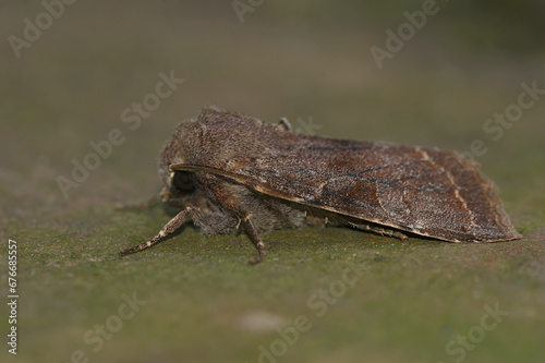 Closeup on a Clouded Drab owlet moth, Ortyhosia incerta photo