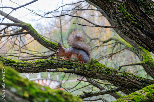 squirrel on a tree photo
