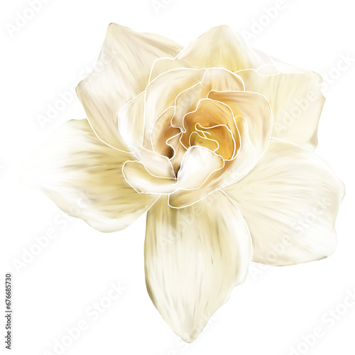 Hand drawing iceberg rose, white color, isolated