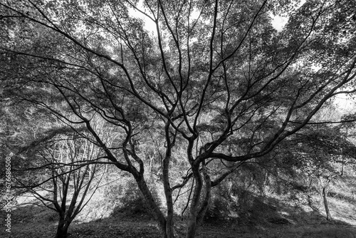 森の中の木々が自然の造形を作る。人やAiの人工物でない美しさ。六甲山の登山道で撮影。