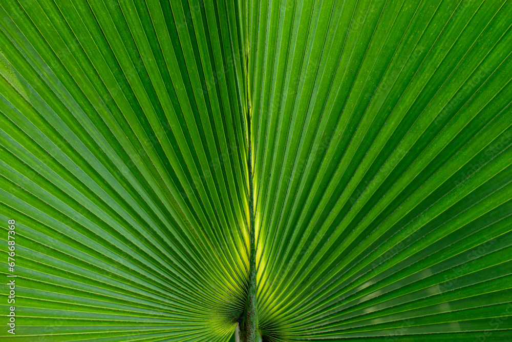 Fototapeta premium The beautiful lines are created by the leaves of the green palm tree. I couldn't help but take photos for everyone to use, such as making backgrounds, textures, or applying them to design various proj