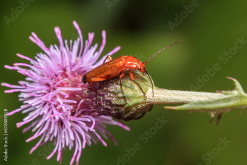bug on a flower © Lorant