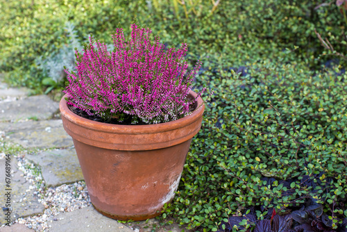 Blooming heather in a clay flower pot in the garden
