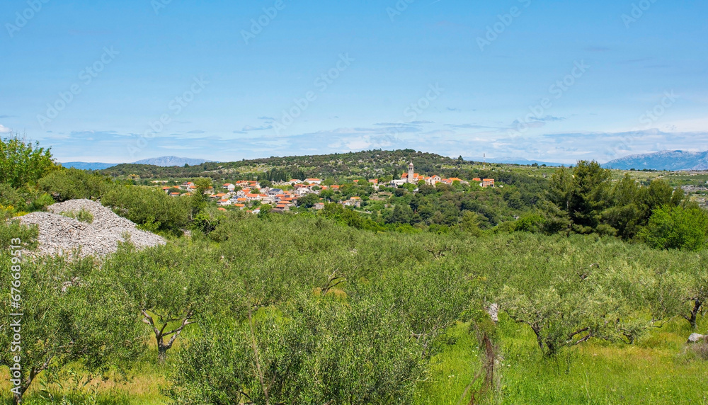 An olive grove near Nerezisca on Brac Island in Croatia in May, showing the island's characteristic stone mounds and walls. Nerezisca can be seen in the background