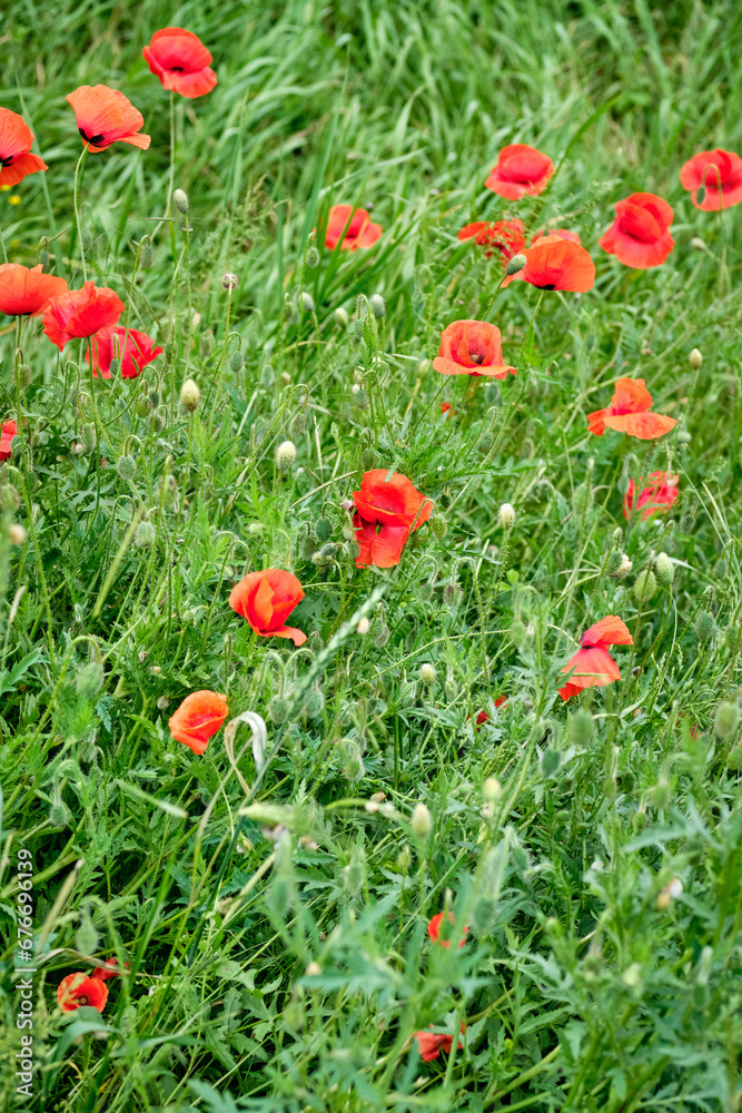 Fototapeta premium poppy flowers in the field