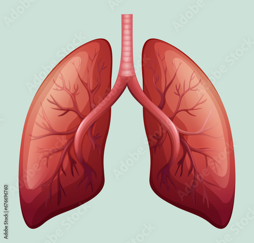 Healthy human lungs 