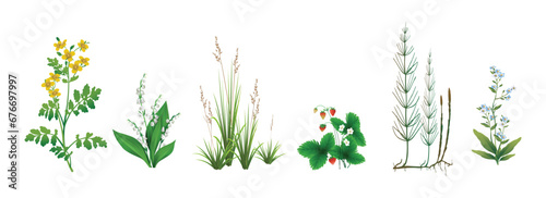 Сelandine, lily of the valley, fescue, strawberry, horsetail, forget-me-not realistic drawings set isolated on a white background. Wild forest and field herbaceous plants during flowering or fruiting.